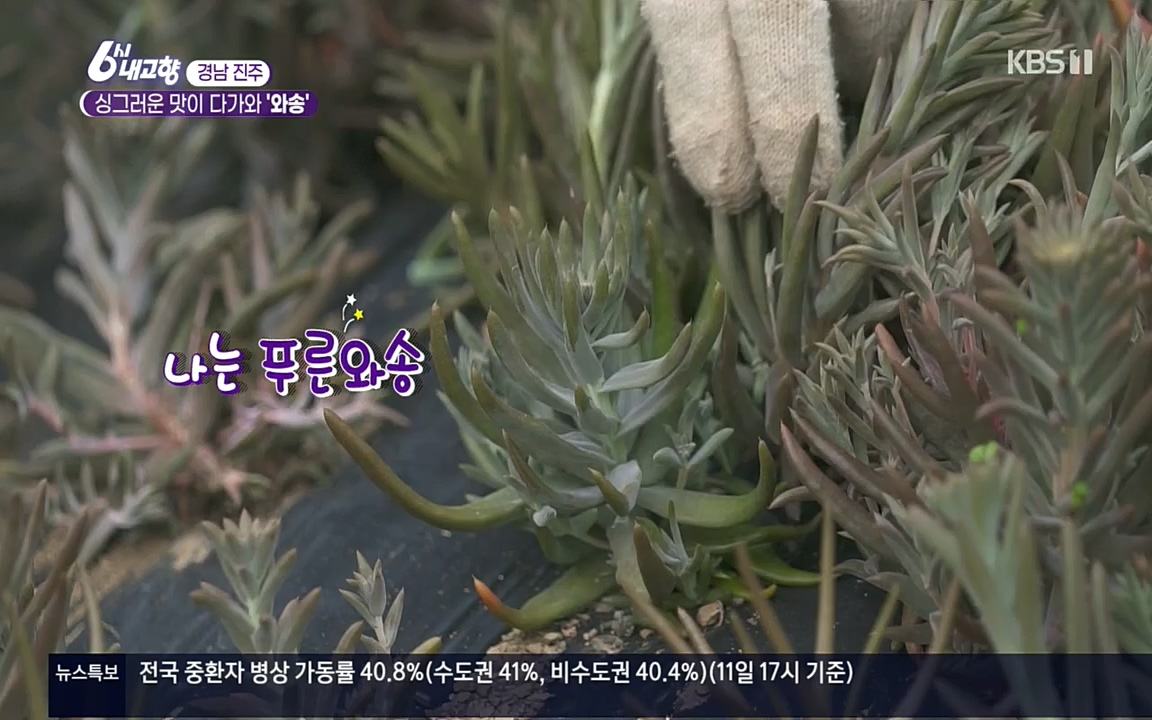 6시 내고향.E7596.220813p.H264-F1RST.mp4_20220814_180544.760.jpg