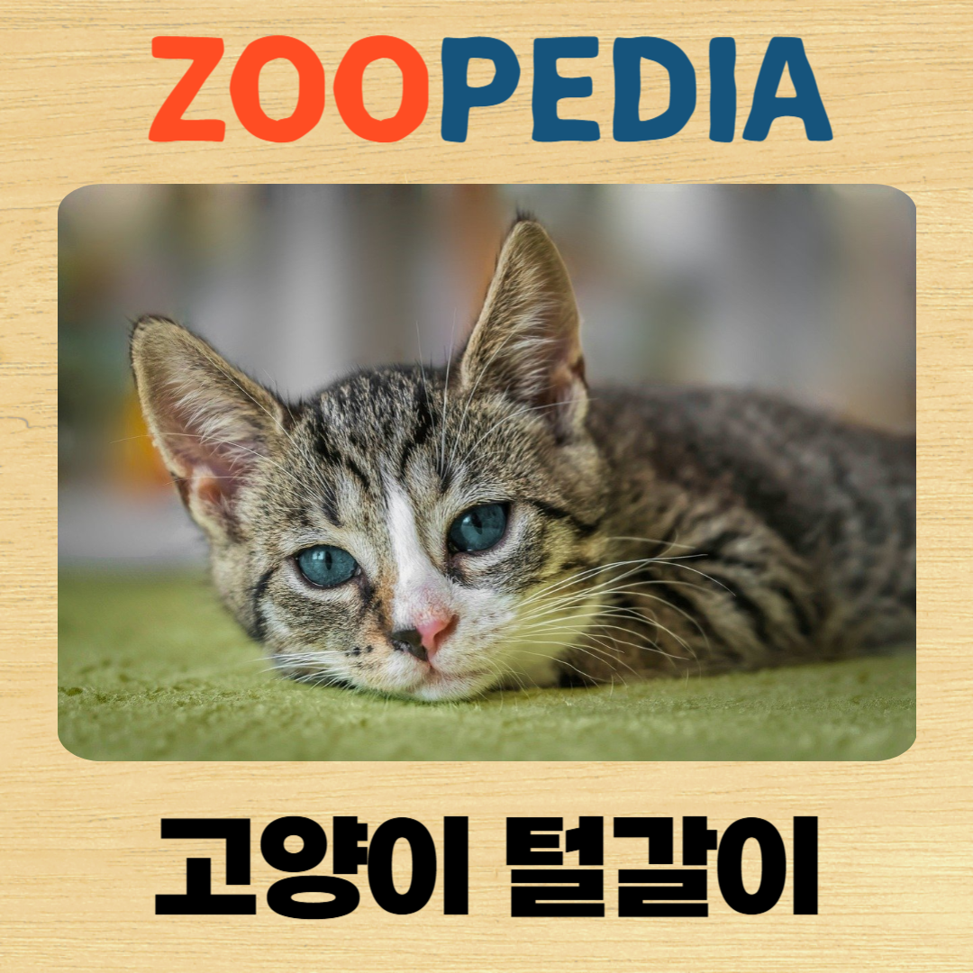 주피디아