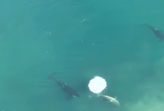 범고래에 습격당하는 백상아리 드론 영상! Watch A Great White Become an Orca&#39;s Lunch in World-First Footage