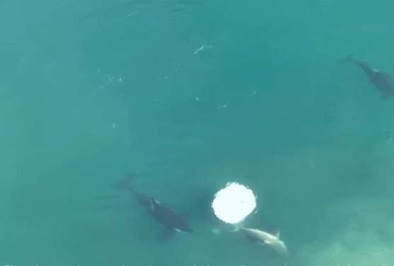  범고래에 습격당하는 백상아리 드론 영상! Watch A Great White Become an Orca's Lunch in World-First Footage
