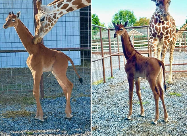 2023년 7월 31일(현지시간) 미국 테네시주 라임스톤 소재 브라이츠 동물원에서 그물무늬가 전혀 없는 그물무늬 새끼 기린이 태어났다
