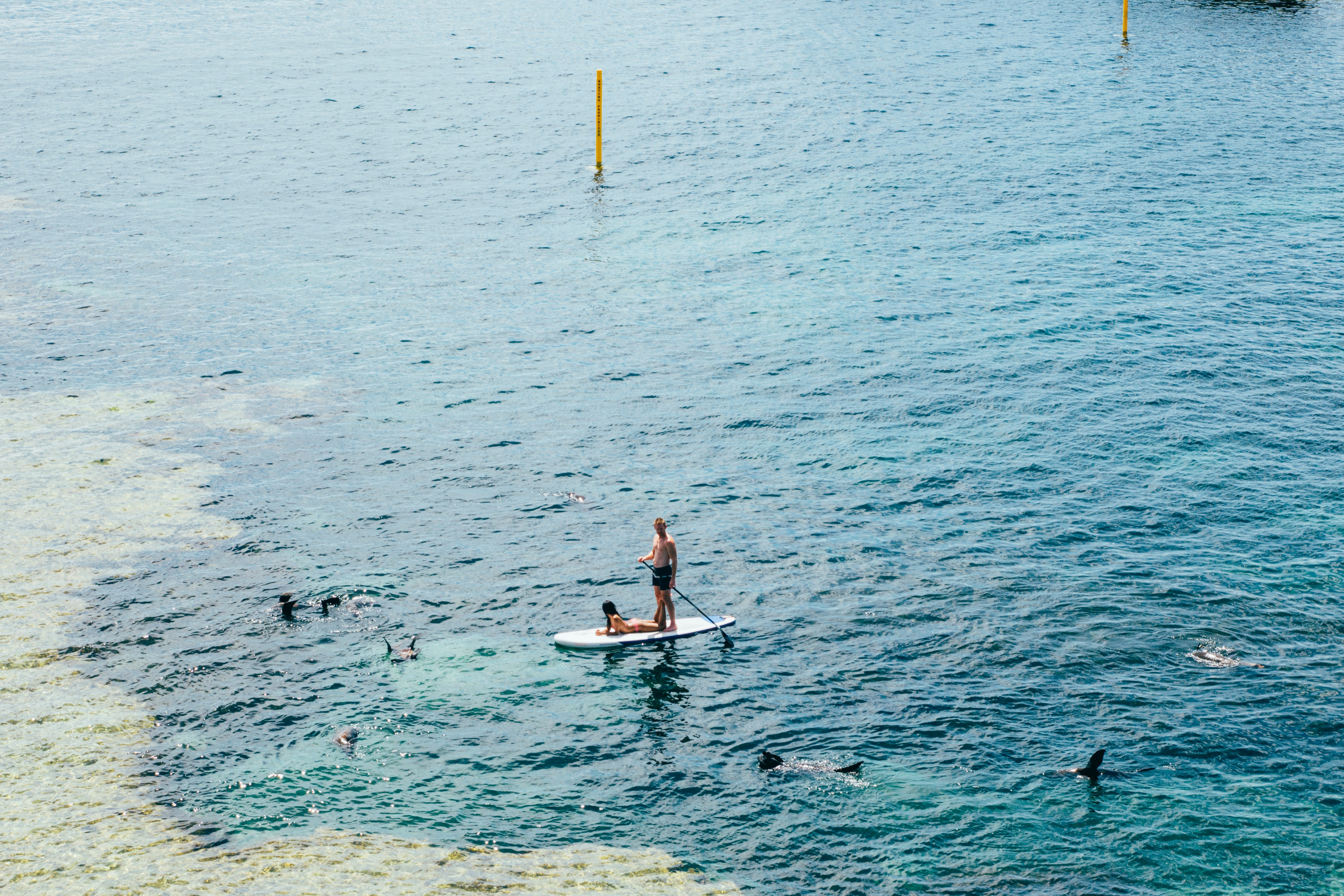 남녀 둘이 바다에서 서핑을 하고&#44; 주변에는 돌고래가 수영하는 모습
