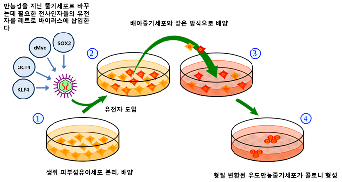 유도만능줄기세포 (iPSC): 생명의 무한한 가능성을 열다