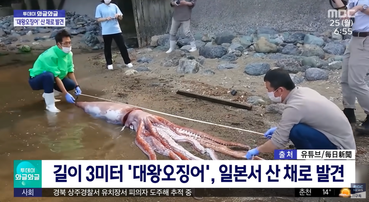 살아 있는 대왕오징어 발견
