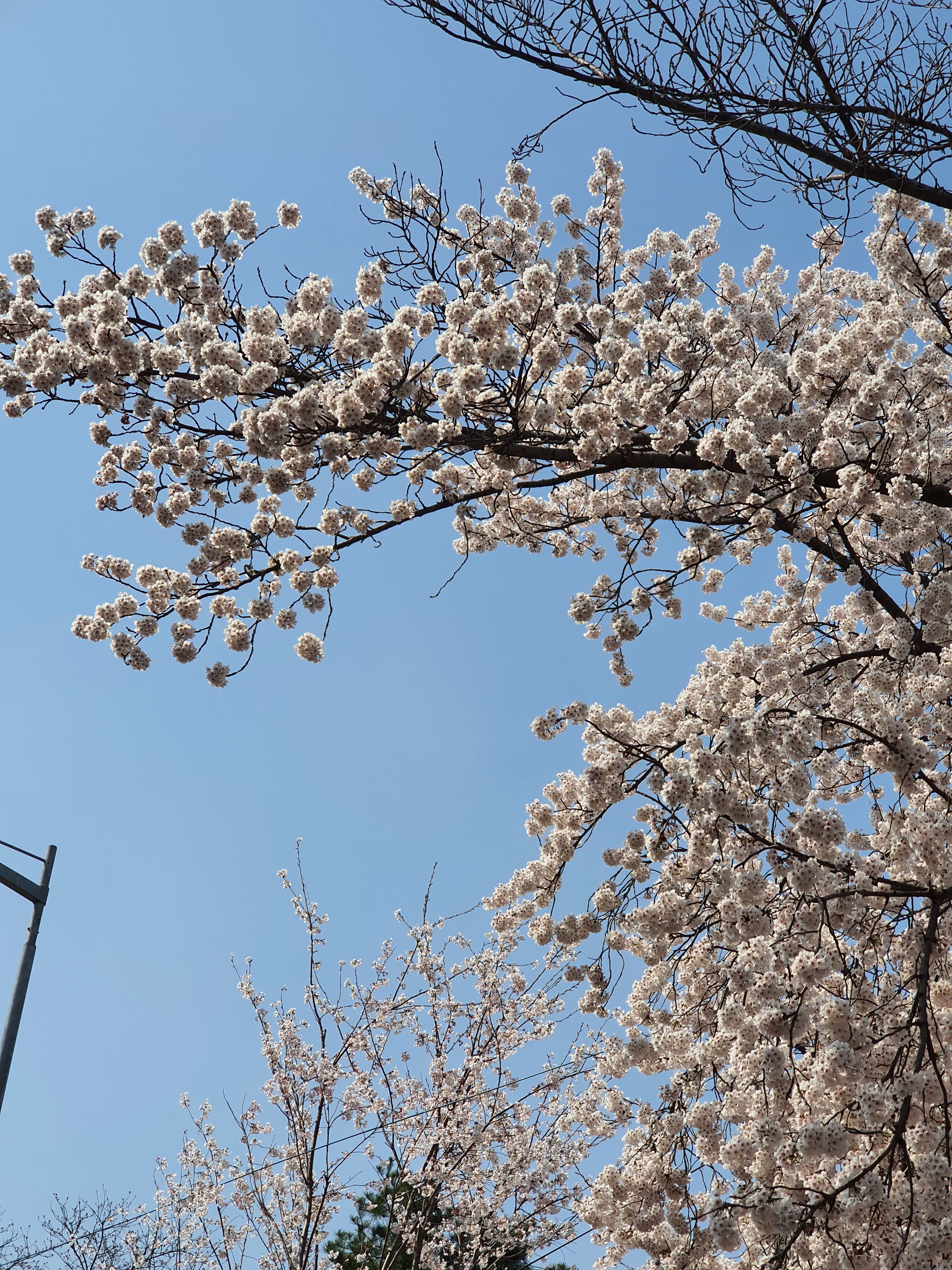 여의도 벚꽃축제7