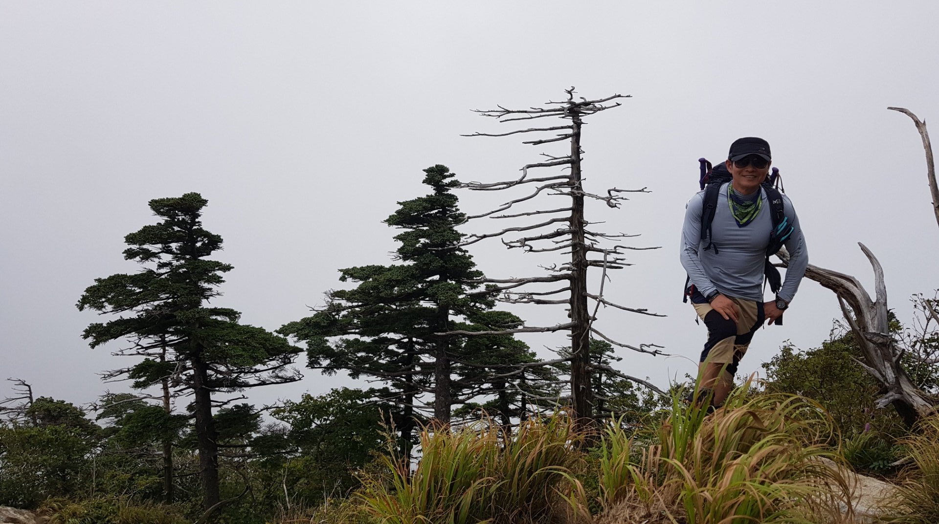 지리산 구상나무