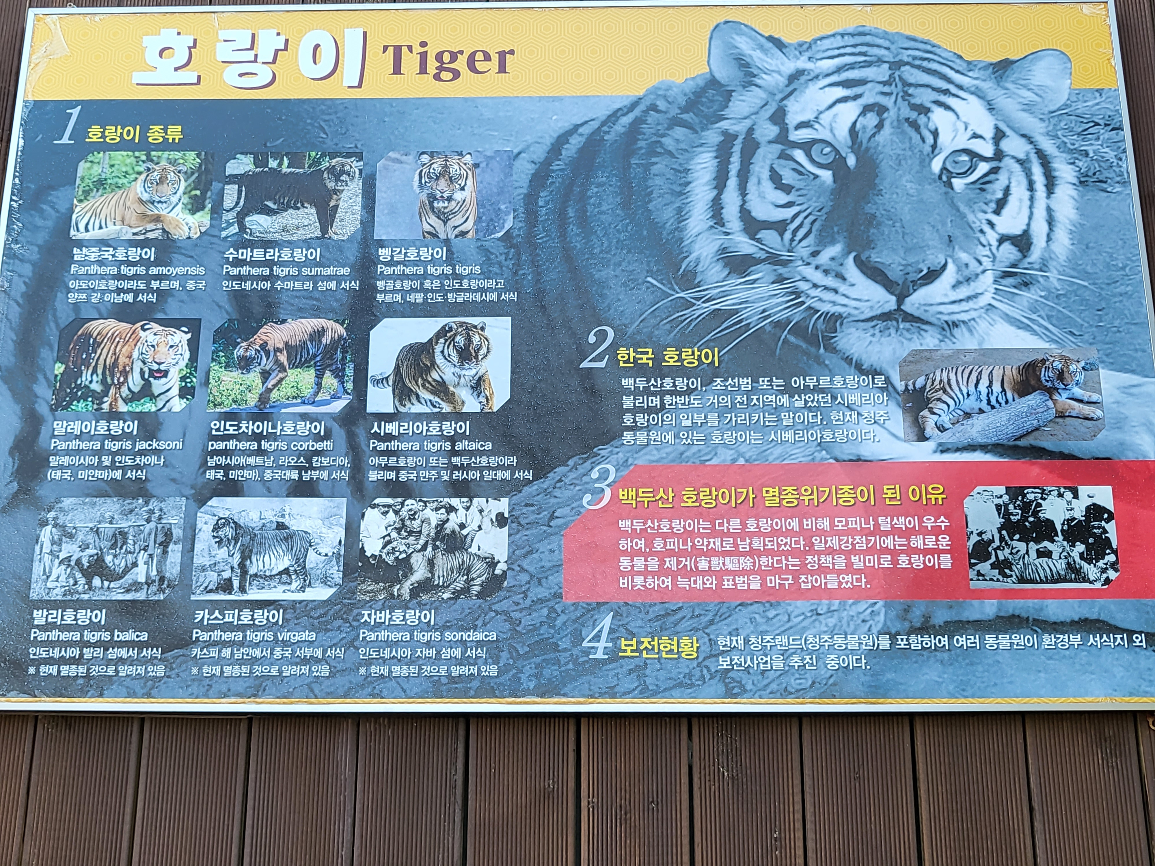 청주 동물원 - 호랑이 설명 안내판