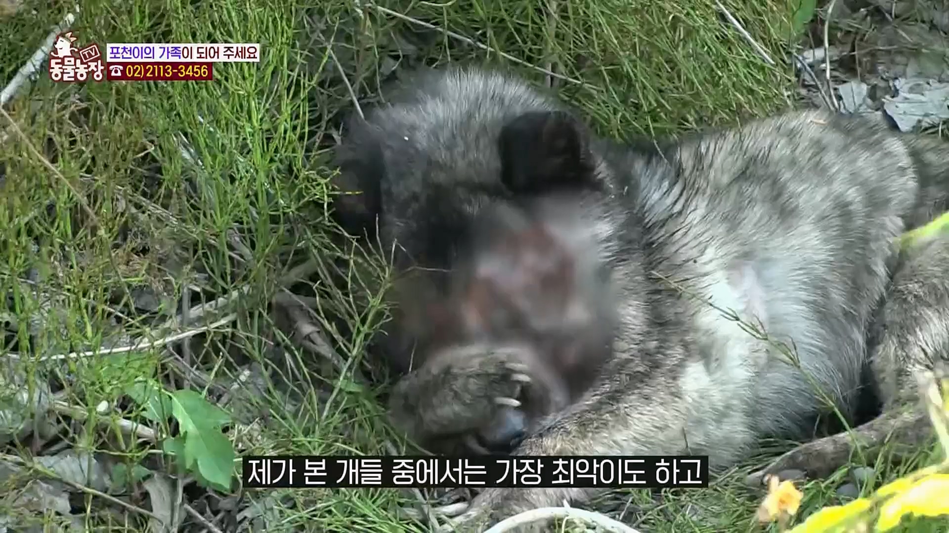 TV 동물농장.E1103.230108p.H264-F1RST.mp4_20230108_174654.868.jpg