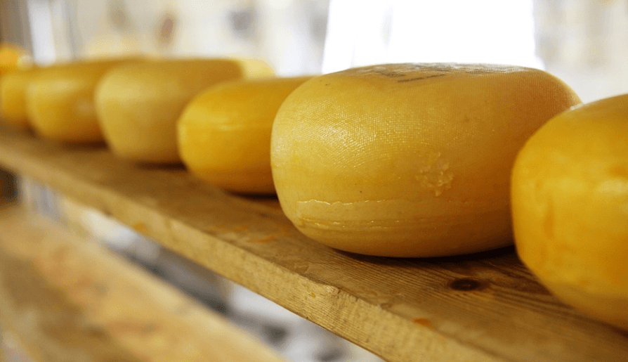 골절에 좋은 음식으로 알려진 치즈를 발효 시키는 모습