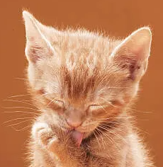 고양이 탈모