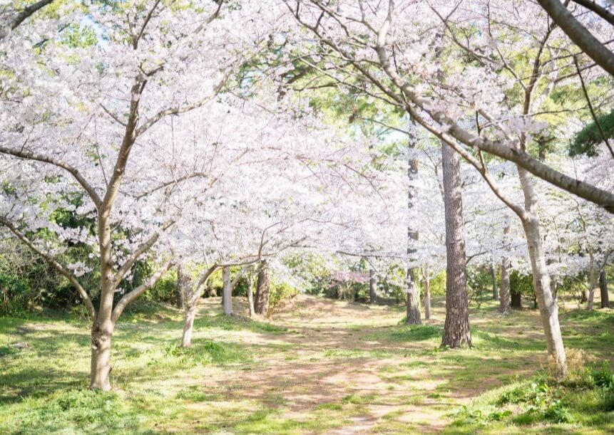 제주-한림공원-벚꽃