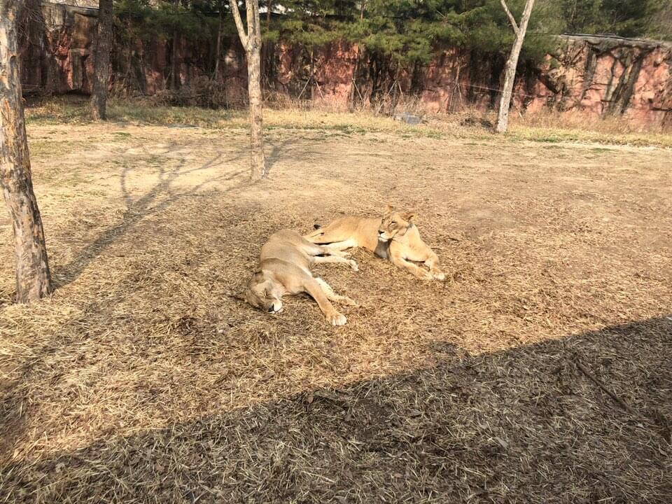 대전 오월드