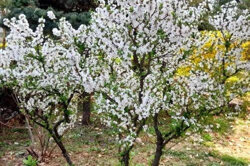 앵두꽃-앵두나무-번식방법-꺾꽂이-삽목-전지전정-가지치기-방법과-시기
