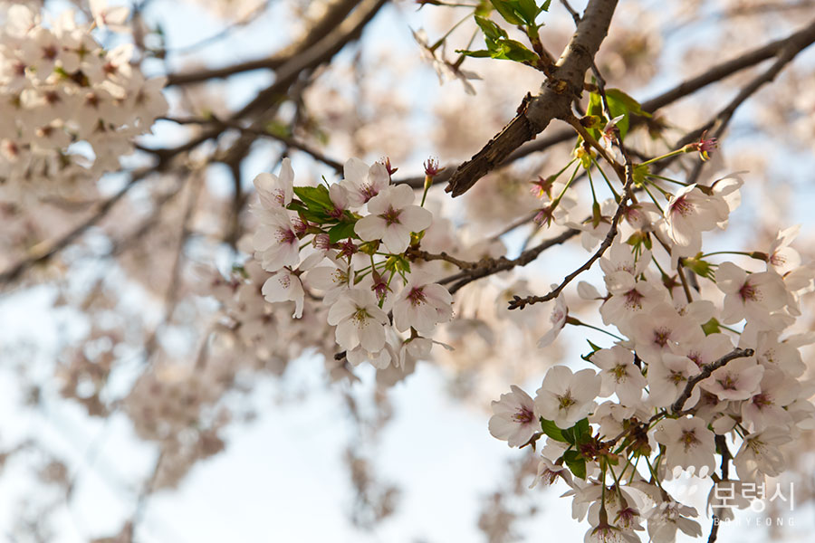  주산벚꽃축제 기본일정과 프로그램 소개