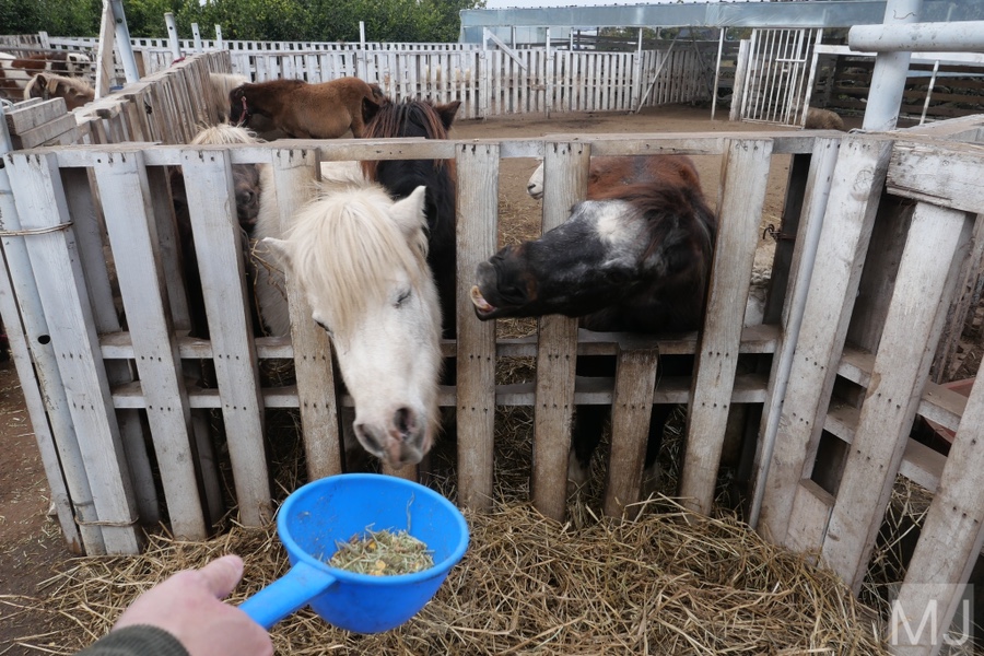 어린왕자 체험 in 감귤밭 카페 45