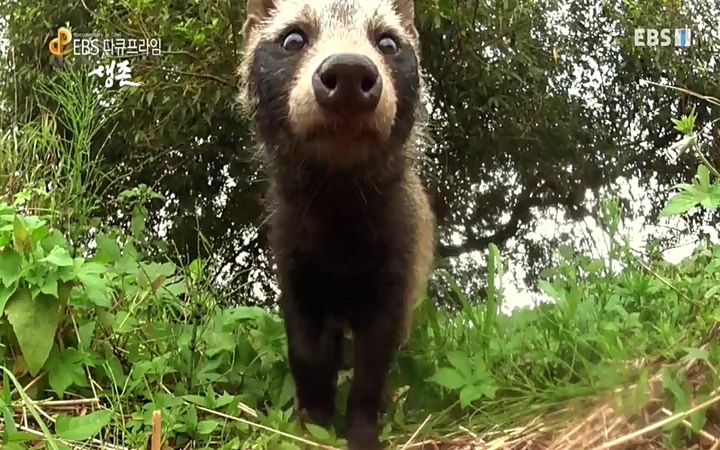 EBS 다큐프라임_ 220628.avi_20220629_210209.980.jpg