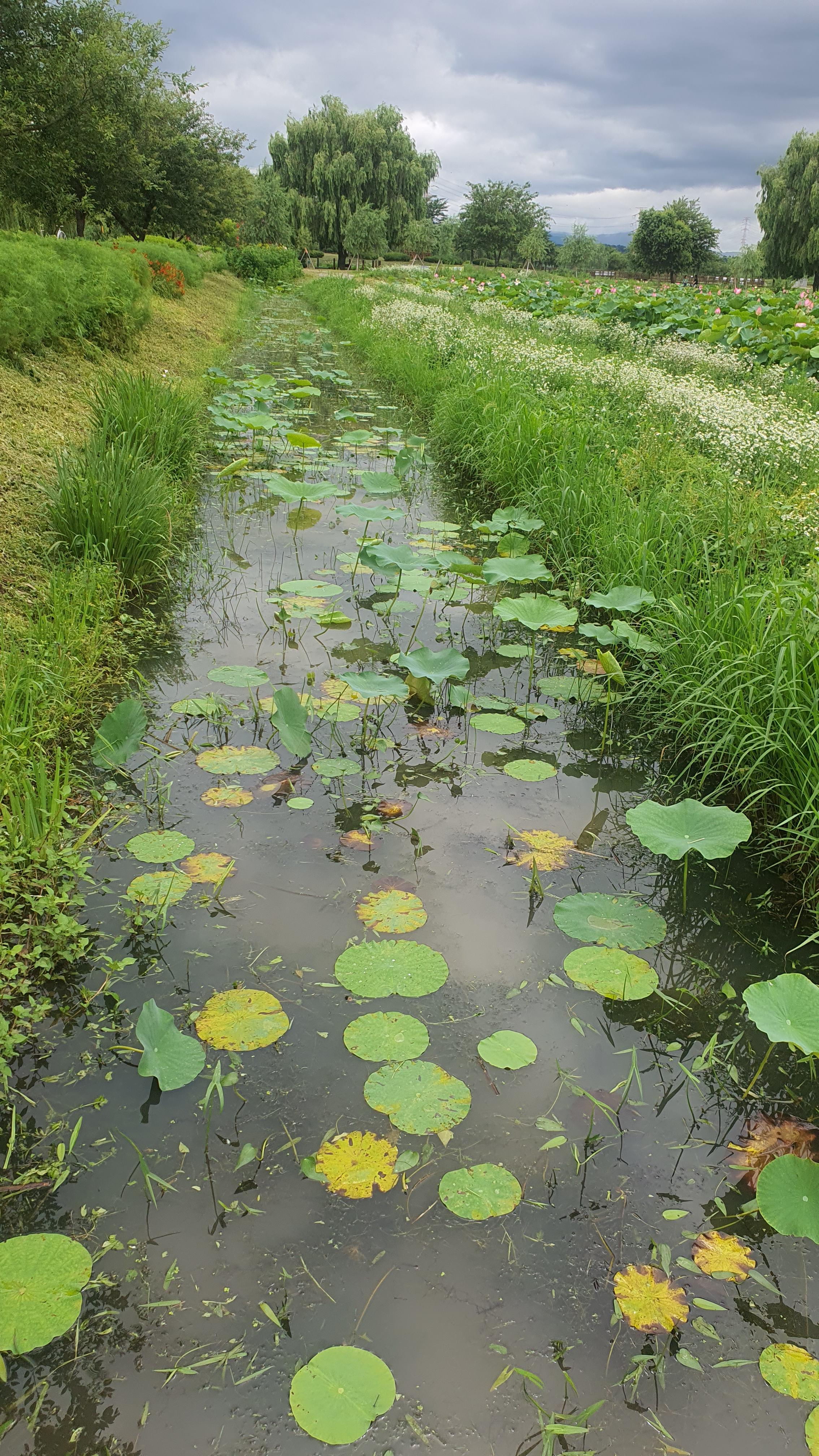 당진 합덕제 연꽃 축제 연호문화축제