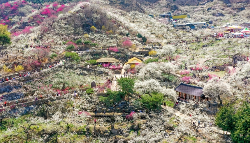 광양 매화 축제 