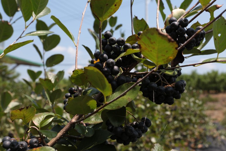 효능소개 아로니아 10