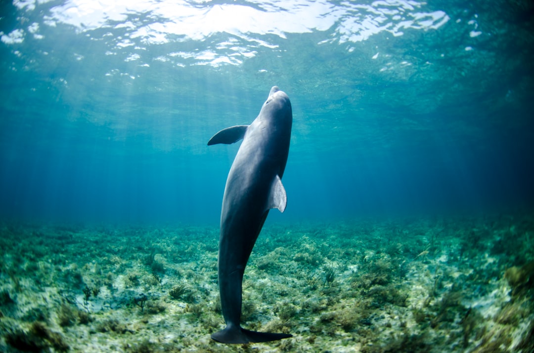 Dolphin