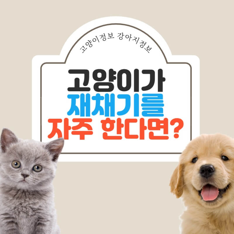 고양이-재채기