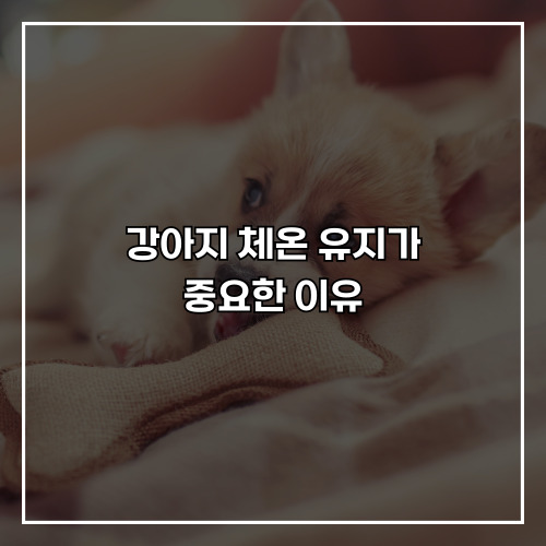 강아지 체온 유지가 중요한 이유