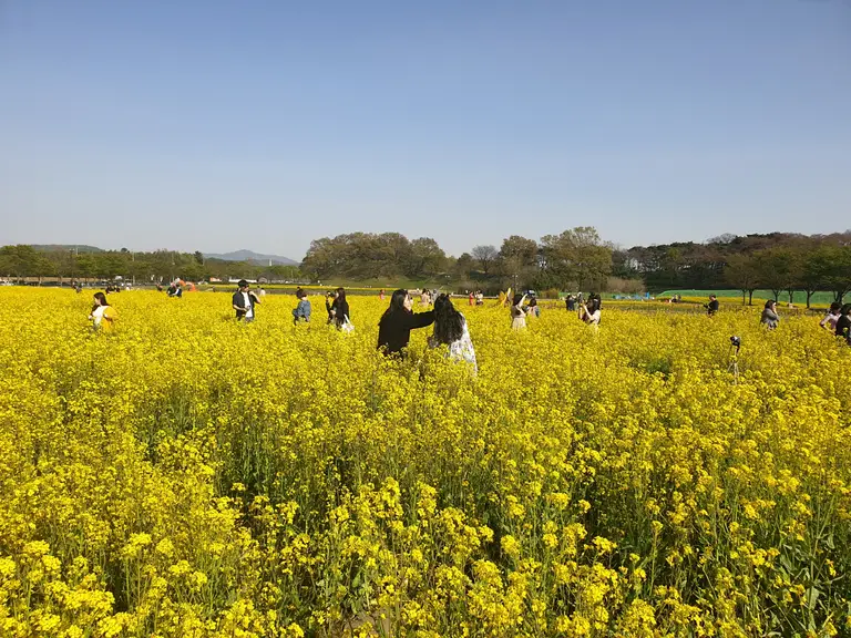 동부사적이 일대 조성된 유채꽃밭에서 사진을 찍으며 즐기고 있는 관광객들 사진