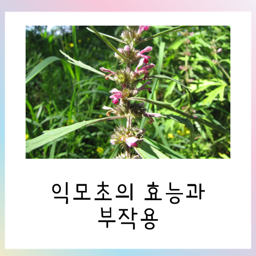 여성에게 좋은 익모초 효능과 부작용 총 정리