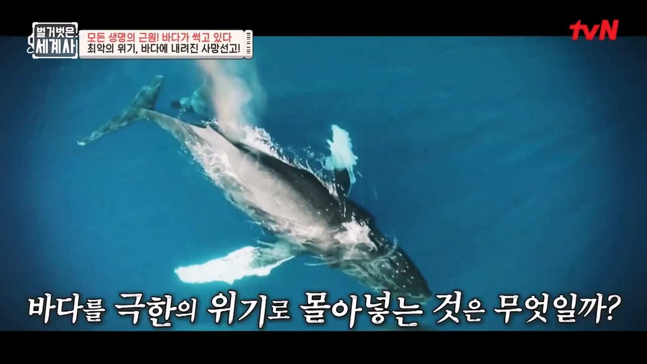 벌거벗은 세계사.E90.230315p-NEXT.mp4_20230419_212529.595.jpg