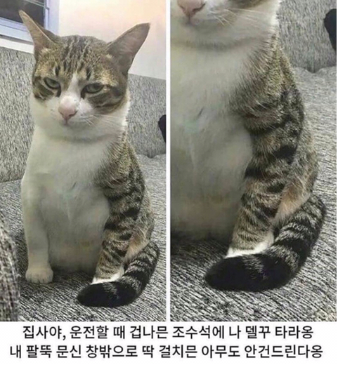 차마다 고영희씨 한 마리 놔주세요~