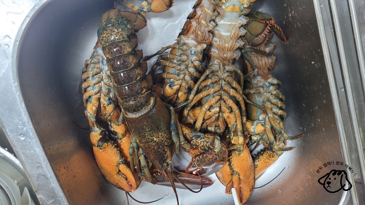 랍스터 해동