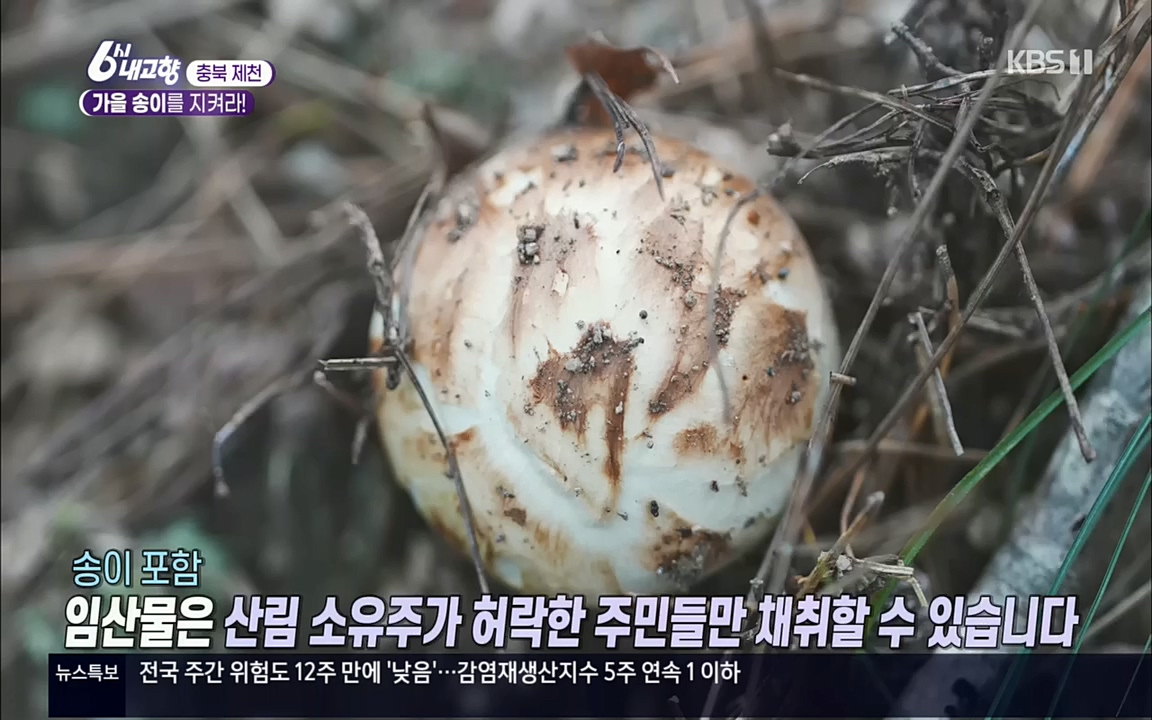 6시 내고향.E7630.221004p.H264-F1RST.mp4_20221004_202940.441.jpg