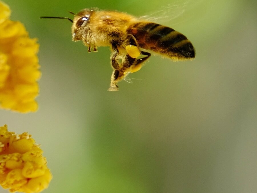 조그마한-꿀벌