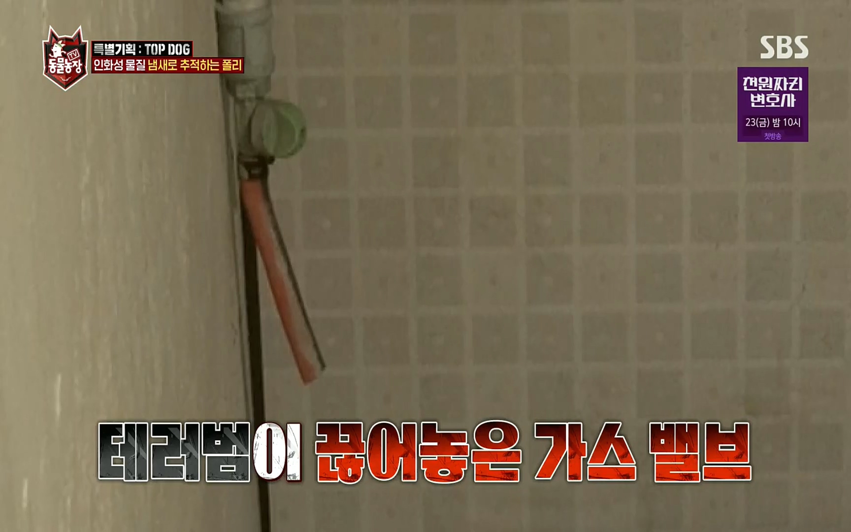 TV 동물농장.E1086.220911p.H264-F1RST.mp4_20220911_175421.614.jpg