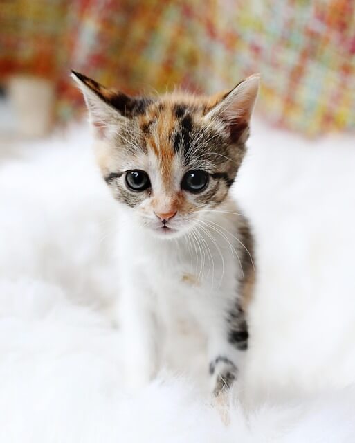 고양이꿈&amp;#44; 고양이 나오는 꿈&amp;#44; 고양이꿈해몽&amp;#44; 고양이 나오는 꿈해몽 흉몽?