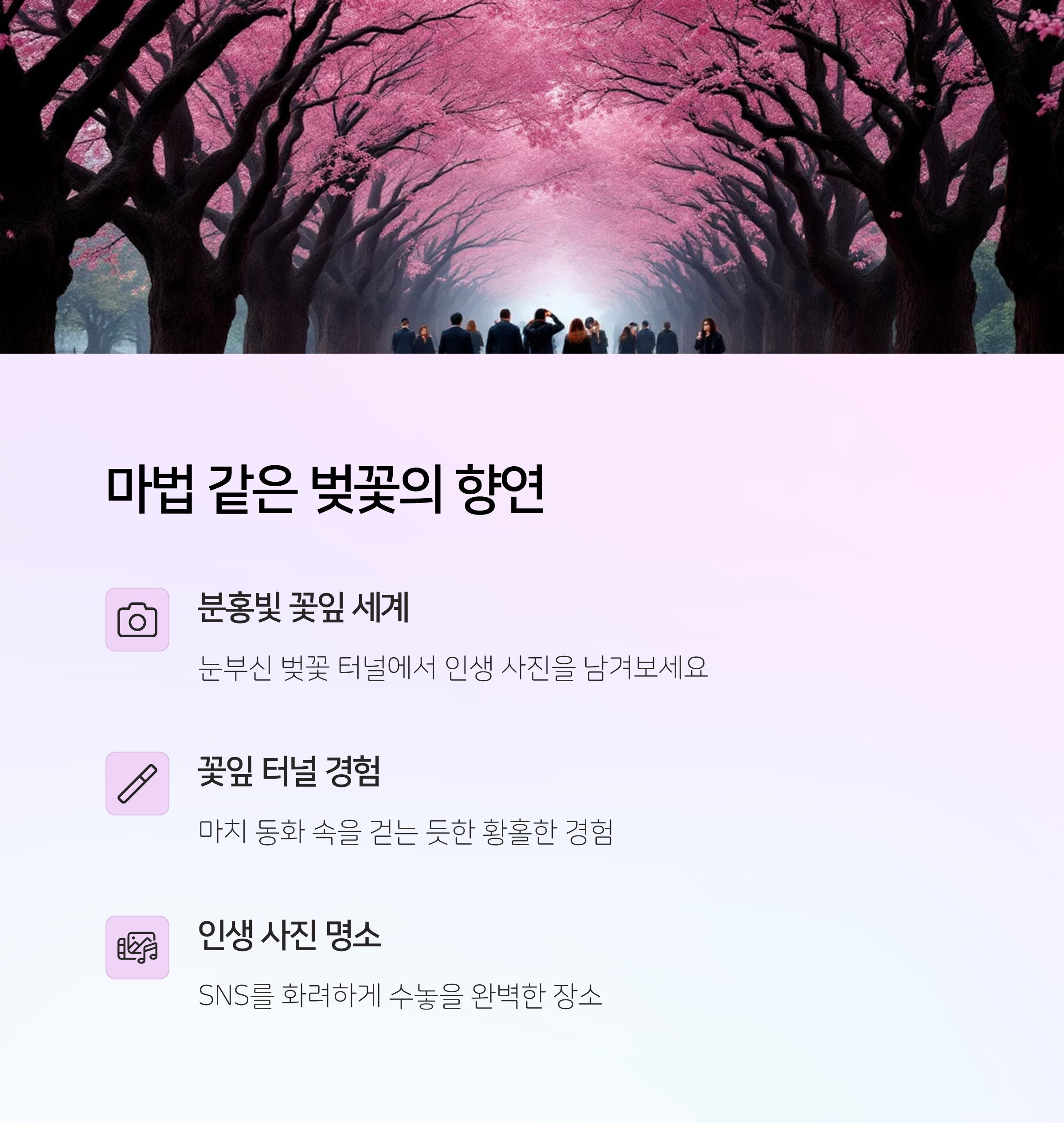 2025 여의도 벚꽃 4월 8일 절정! 지금 가야 할 이유 관련 이미지