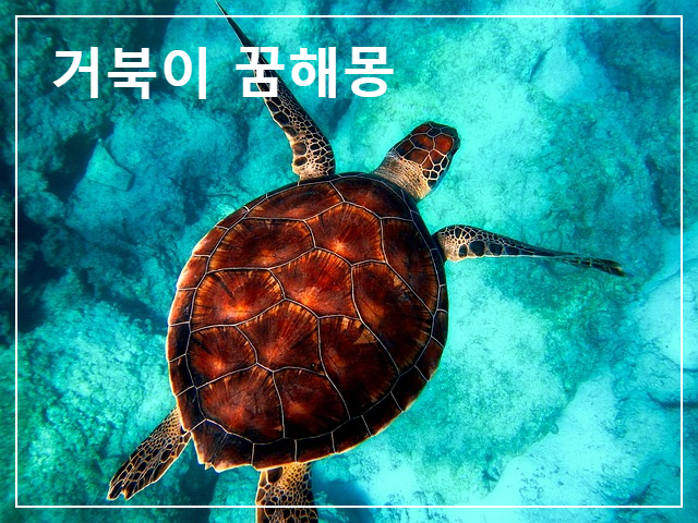  무서운 꿈, 거북이가 많은 꿈, 큰 거북이의 꿈 등을 내용으로 소개합니다.