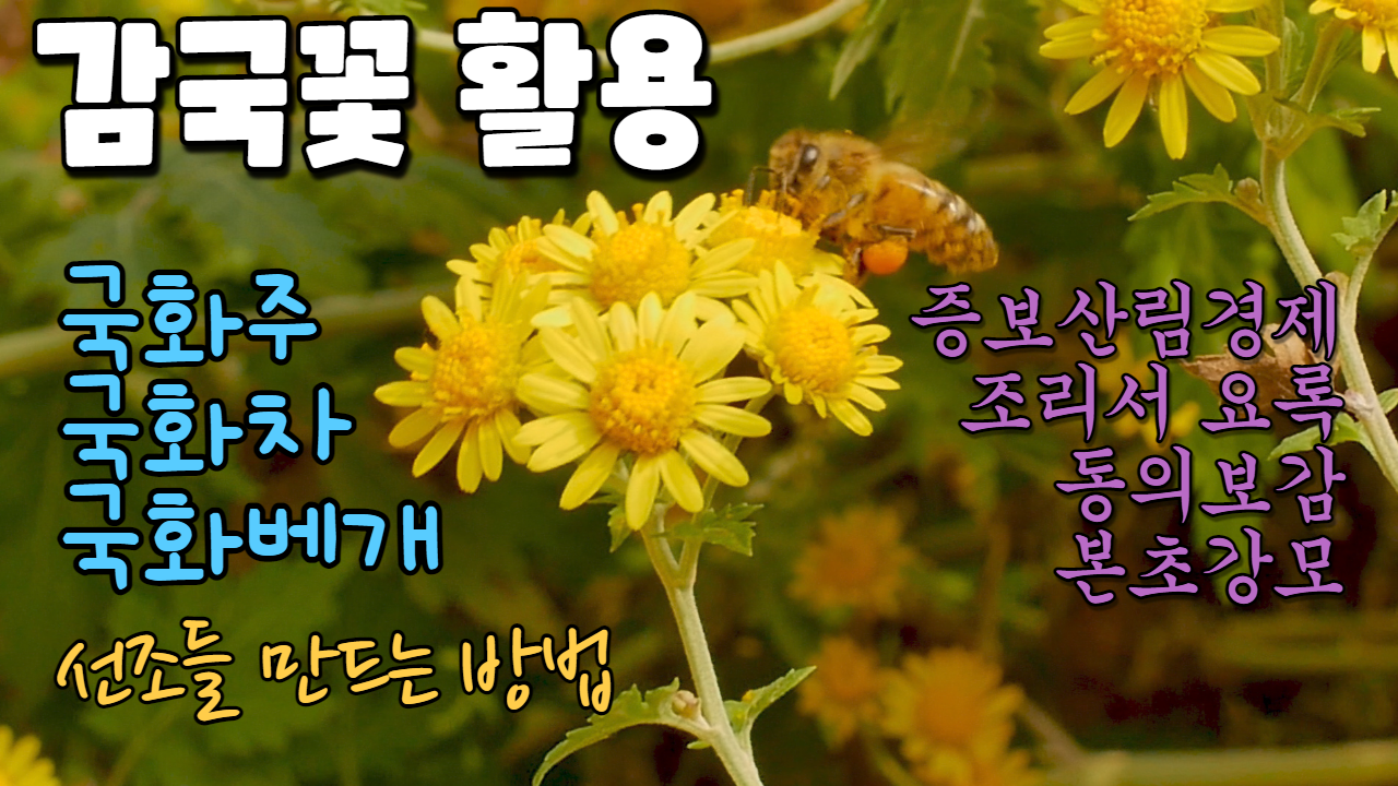  감국꽃의 활용