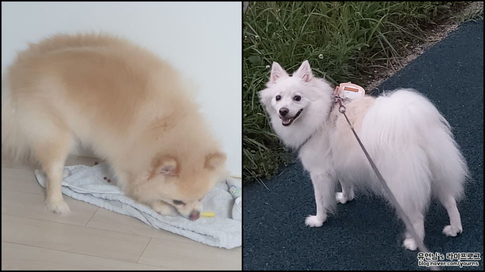 특징 (포메라니안 스피츠와 차임) 믹스견 종류 폼피츠의 성격과 4