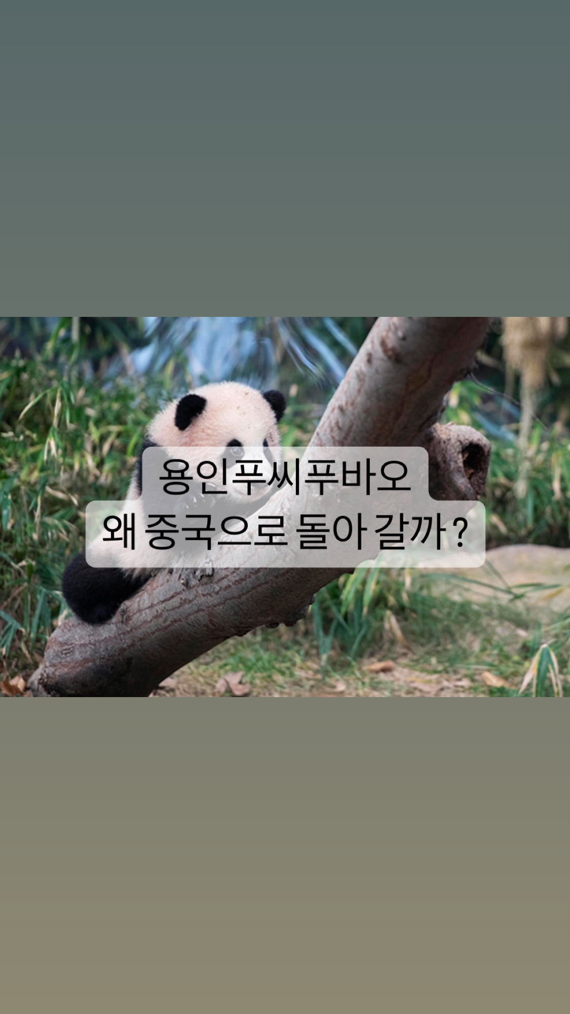  [지식] 푸바오 왜 중국으로 돌아갈까