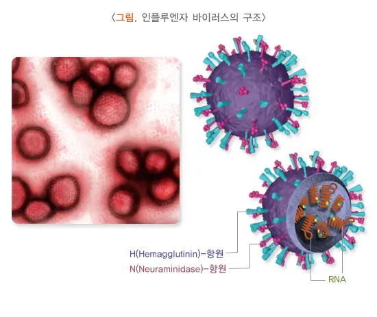 인플루엔자 B형 바이러스