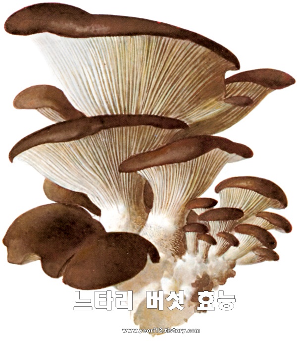  느타리버섯 효능