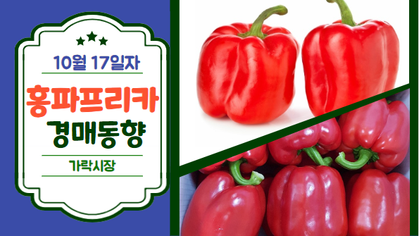  [경매사 일일보고] 10월 17일자 가락시장 홍파프리카 경매동향을 살펴보겠습니다!