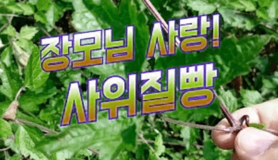  사위질빵 효능 8가지 및 부작용과 먹는방법 총정리