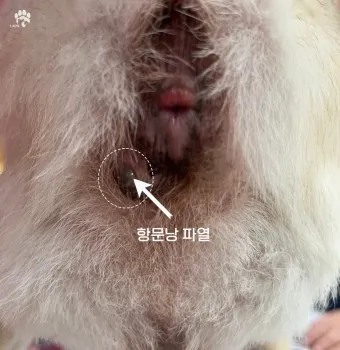 강아지 항문낭 압출법 염증 방지 필수 관리_4