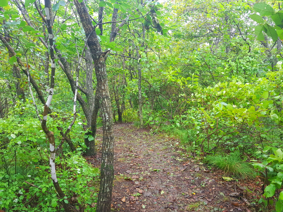 강원 영월 여행 태화산 등산 mountain hiking