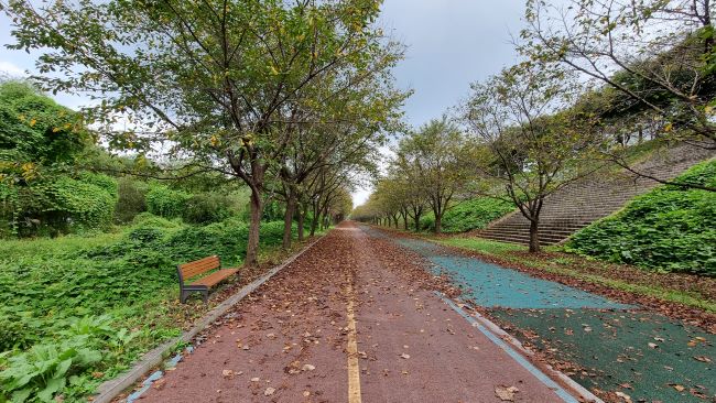 자전거길&#44; 직선주로 구간에 수북이 쌓인 벚나무 가로수 낙엽&#44; 왼쪽에 벤치 1&#44; 자전거길 옆 푸른색 길은 산책길&#44;