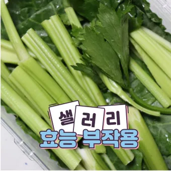 셀러리 먹는법 주스 효능_7