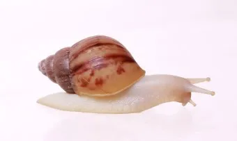 백와달팽이 가격 키우기 분양 수명 먹이 성격 종류_12