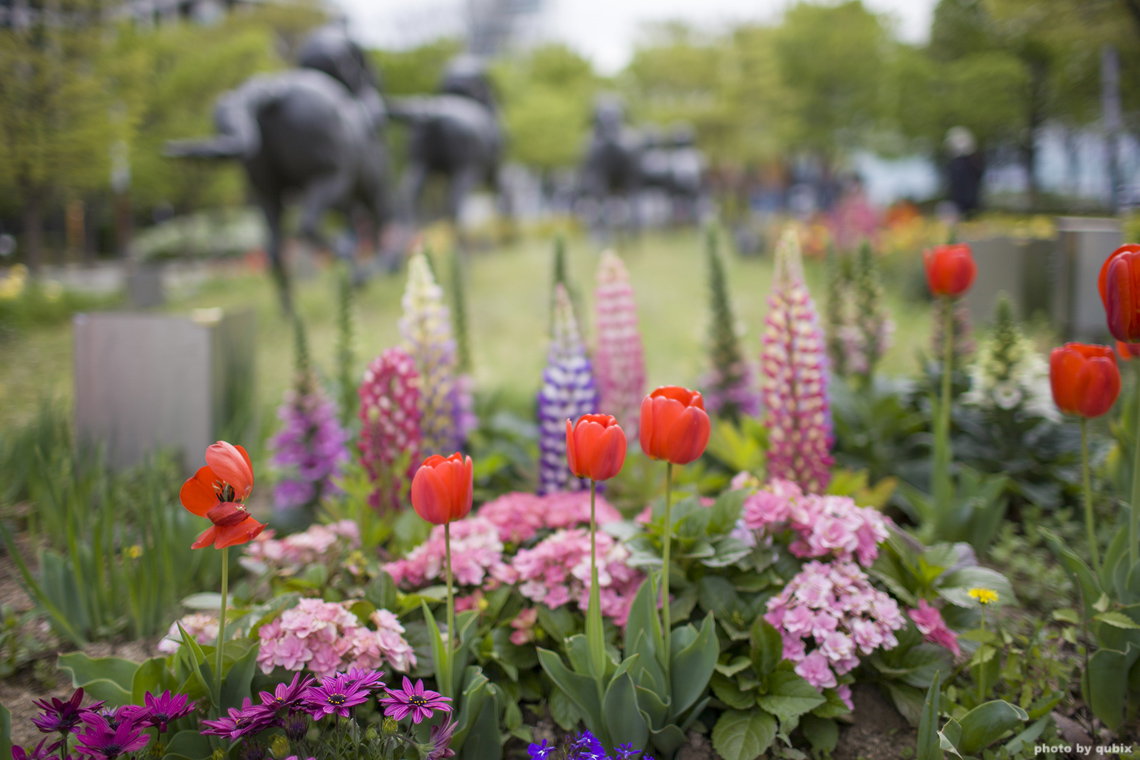 벚꽃 뒤의 튤립, 서울 성수동 튤립명소 '서울숲' 24